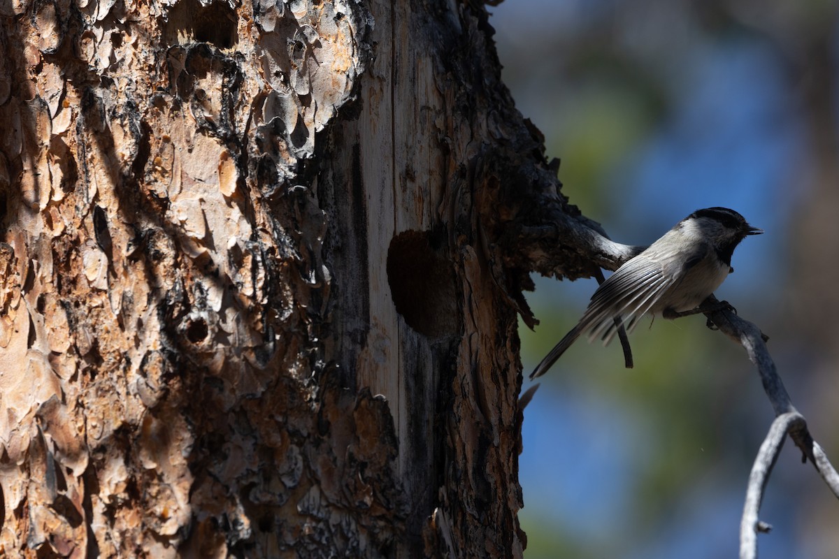 Mountain Chickadee (Rocky Mts.) - ML619703380