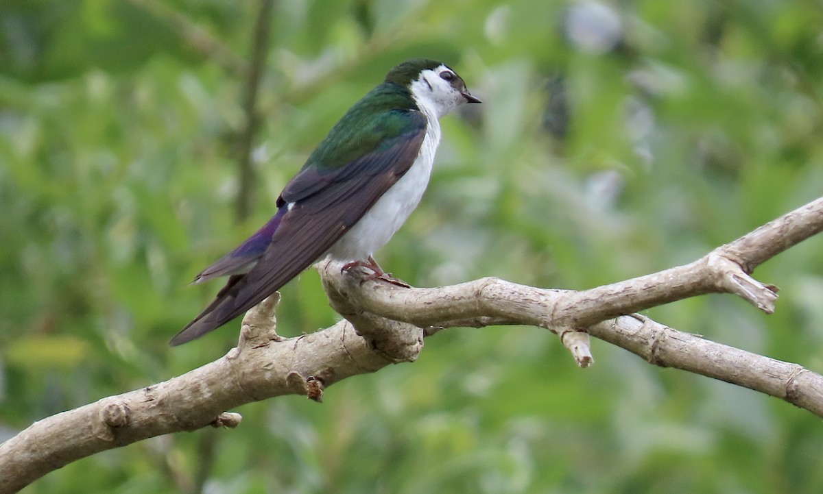 Violet-green Swallow - ML619703382