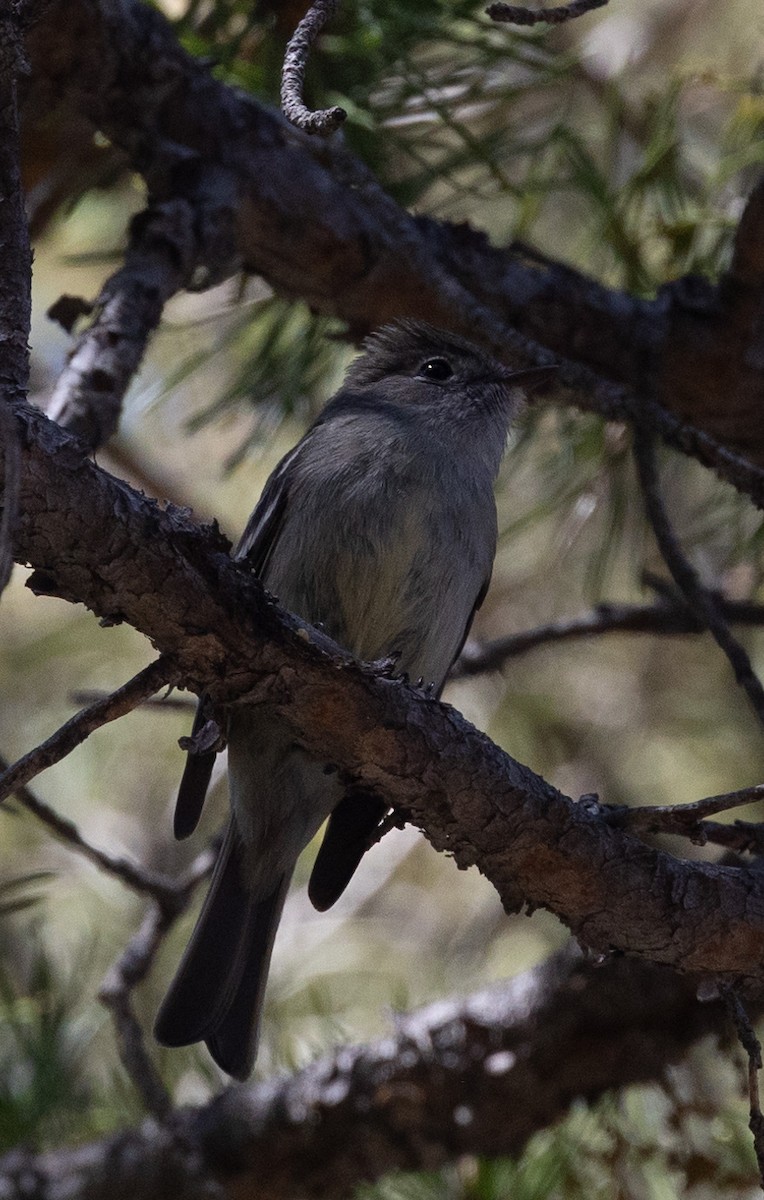 Hammond's Flycatcher - ML619703390