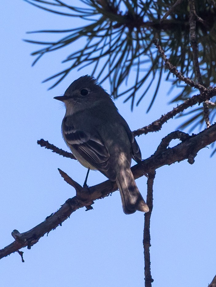 Hammond's Flycatcher - ML619703397