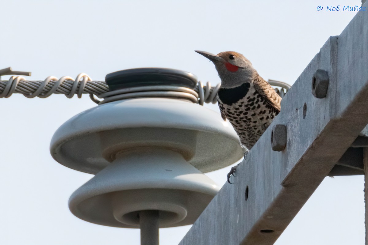 Northern Flicker - ML619703408