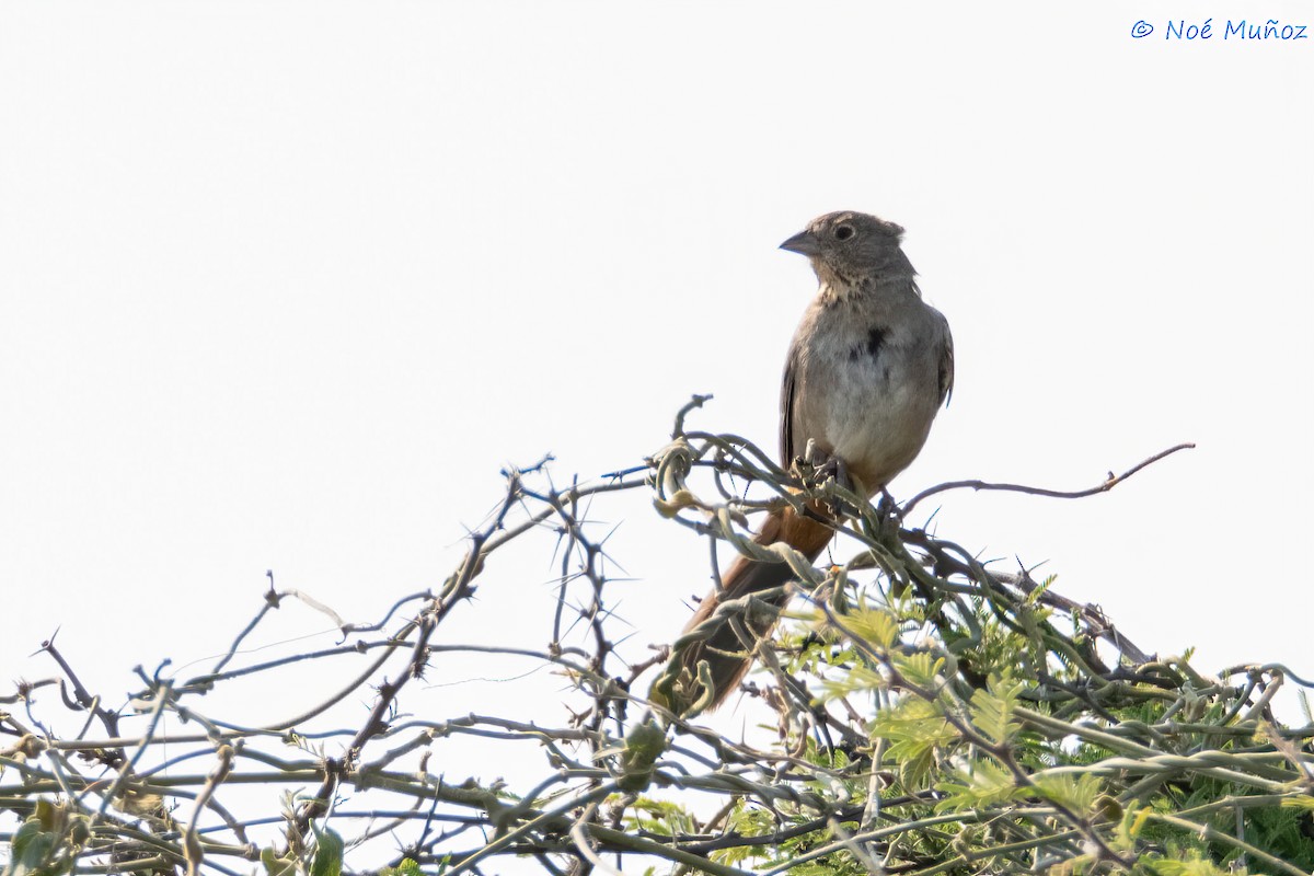 Canyon Towhee - ML619703420