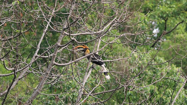 Great Hornbill - ML619703423