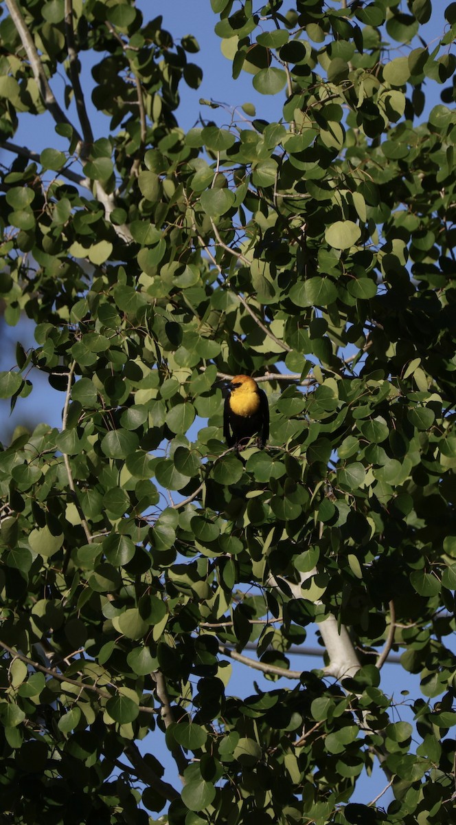 Yellow-headed Blackbird - ML619703434