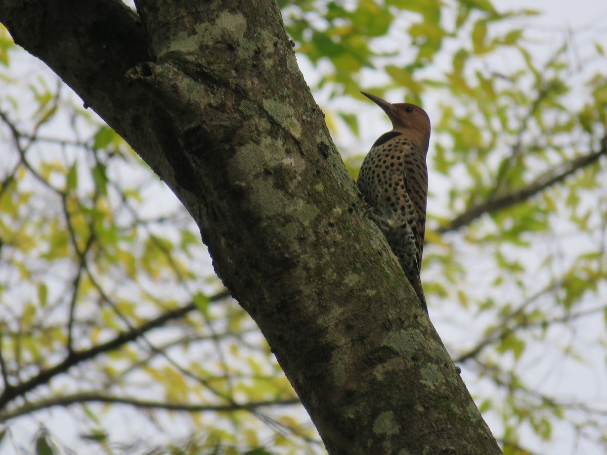 Northern Flicker - ML619703459