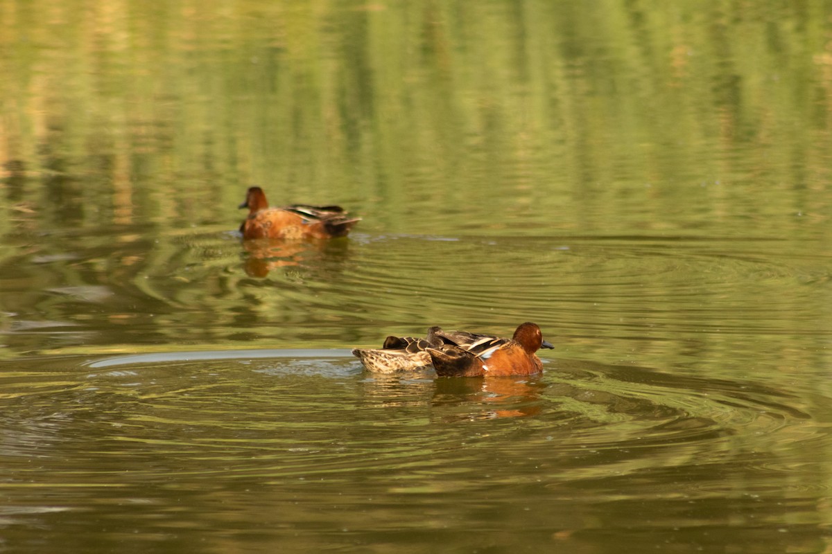 Cinnamon Teal - ML619703470