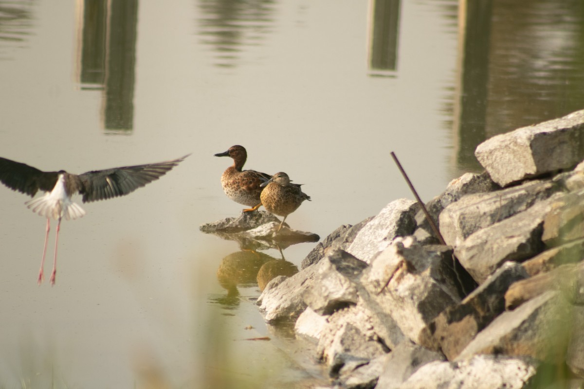 Cinnamon Teal - ML619703471