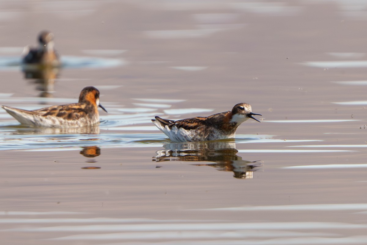 Red-necked Phalarope - ML619703484