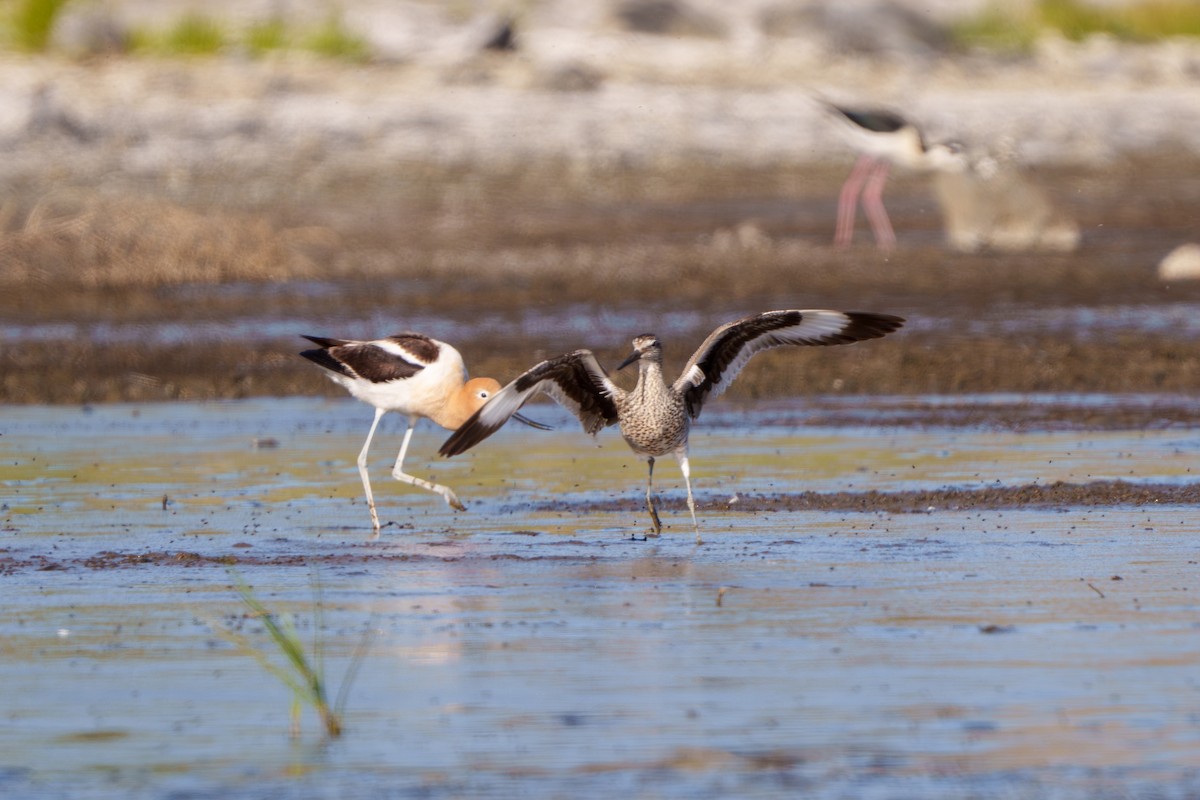 Willet - ML619703485