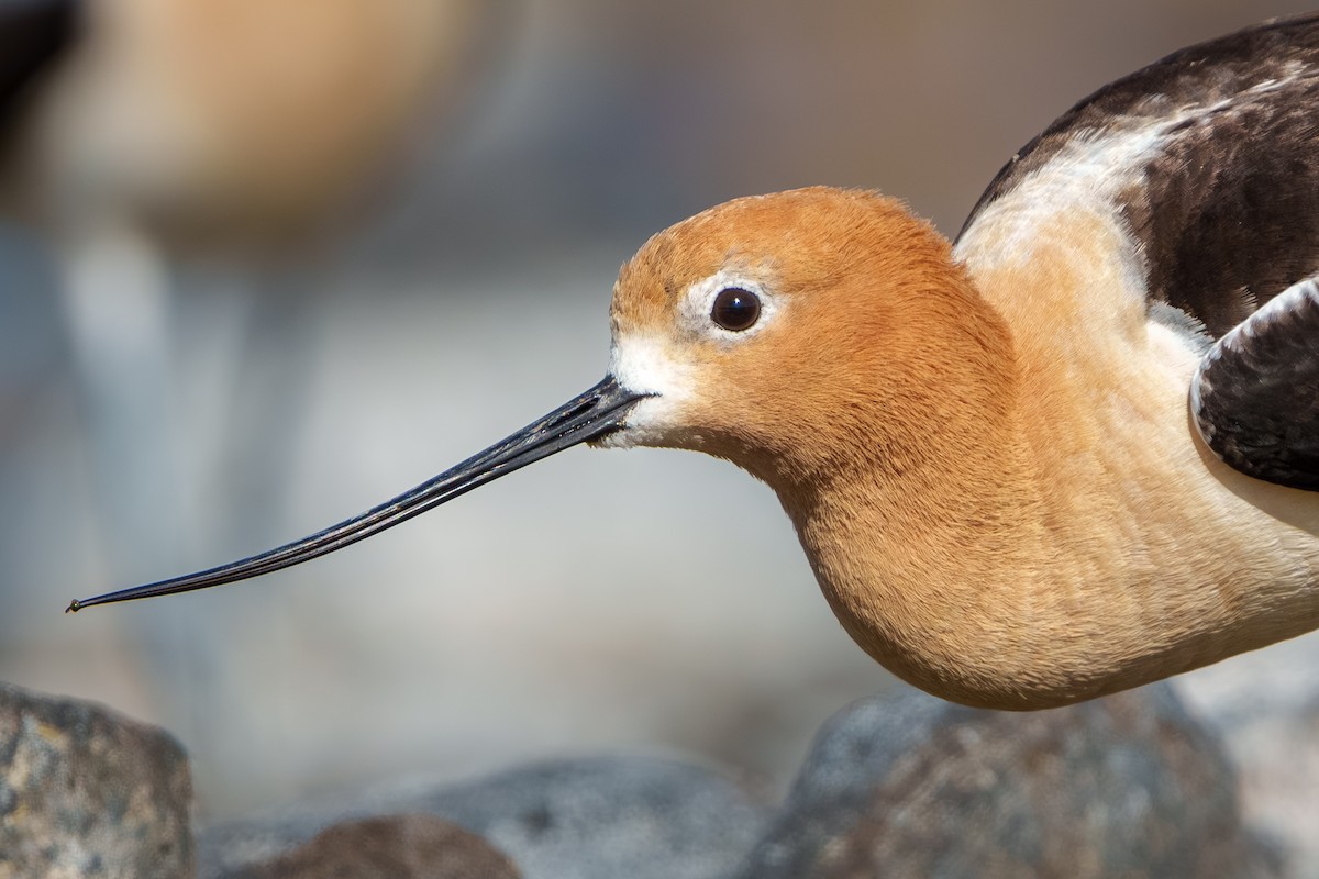 American Avocet - ML619703486