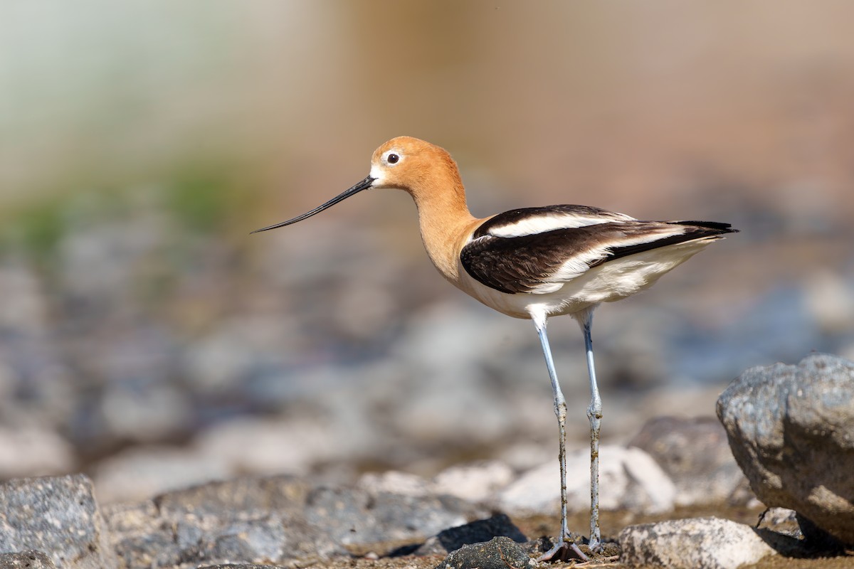 American Avocet - ML619703490