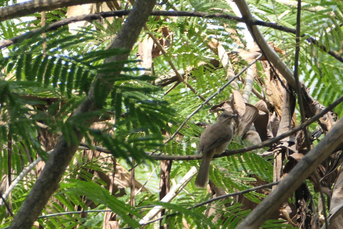 Streak-eared Bulbul - ML619703540