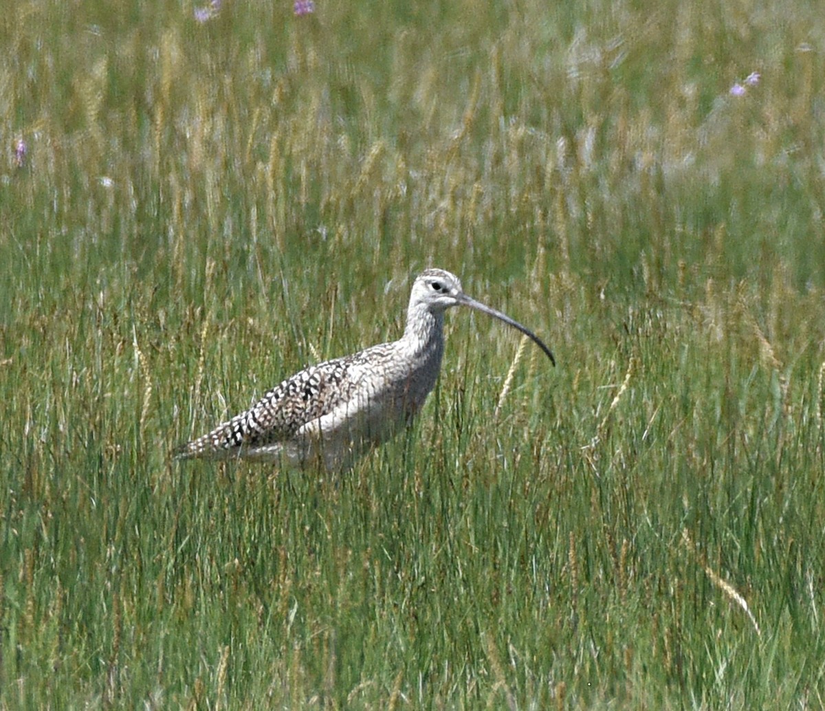 Long-billed Curlew - ML619703555