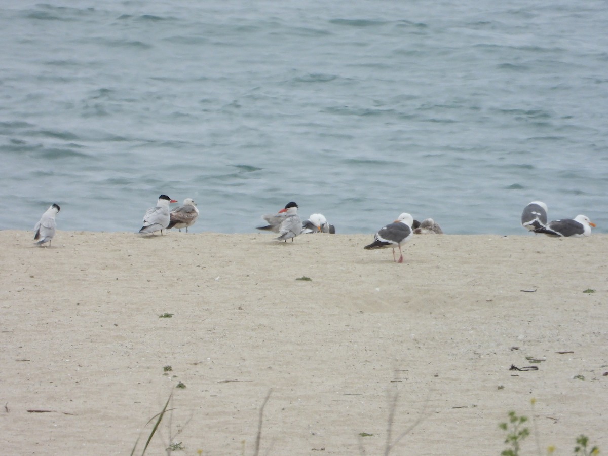 Western Gull - ML619703557