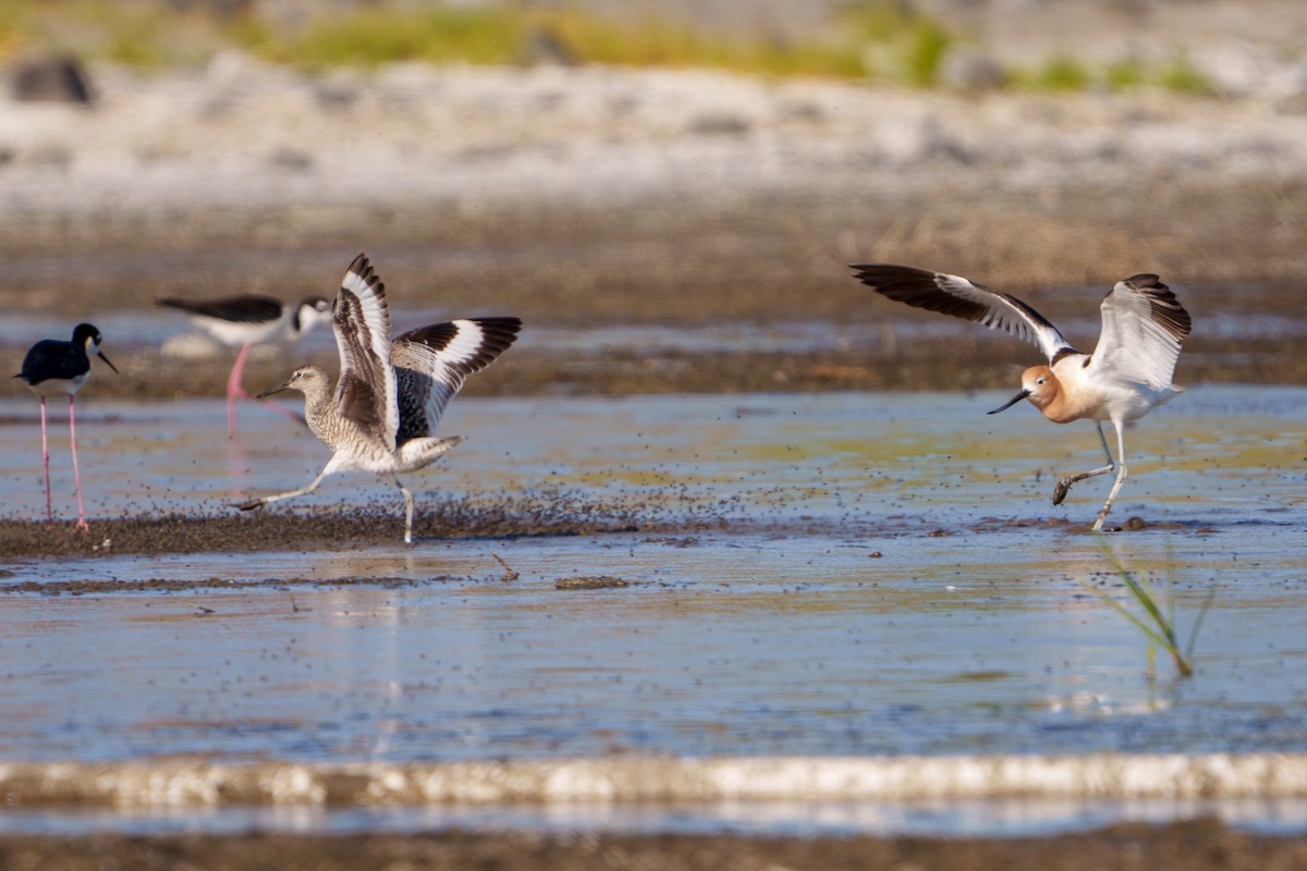 Willet - ML619703590