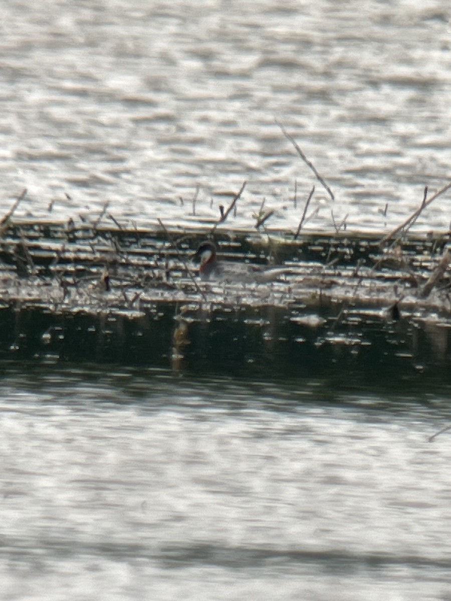 Phalarope à bec étroit - ML619703591