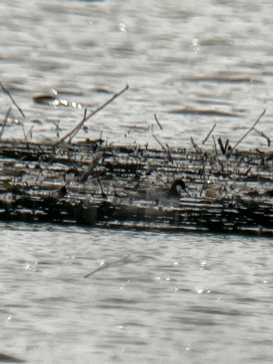 Red-necked Phalarope - ML619703592