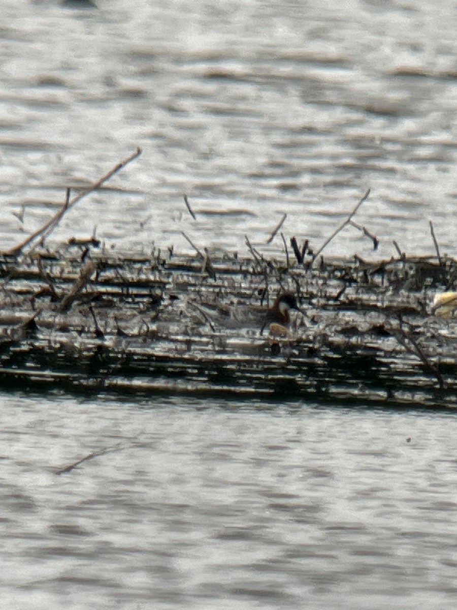 Phalarope à bec étroit - ML619703593