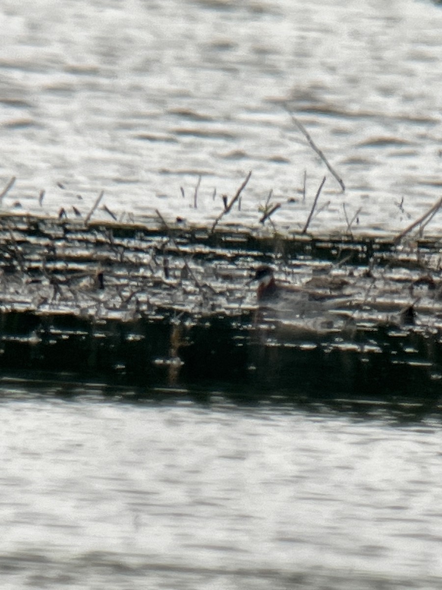 Red-necked Phalarope - ML619703594