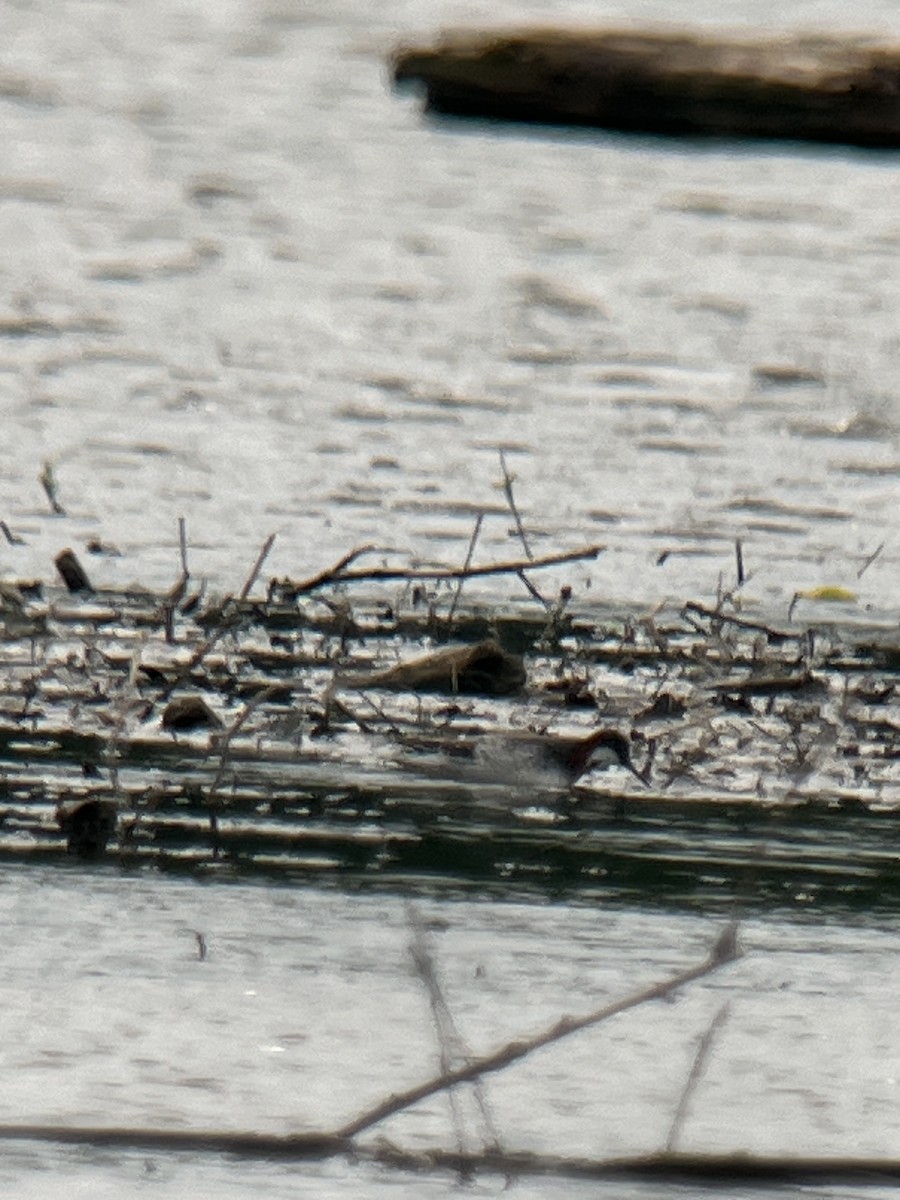 Phalarope à bec étroit - ML619703595