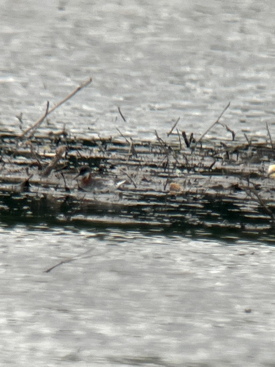 Phalarope à bec étroit - ML619703597