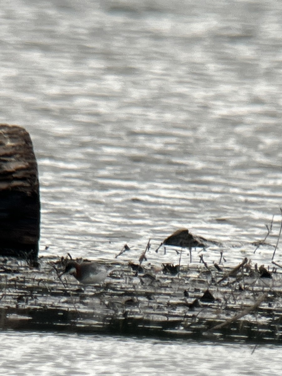 Phalarope à bec étroit - ML619703598