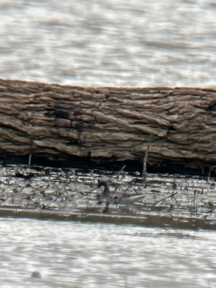 Phalarope à bec étroit - ML619703599