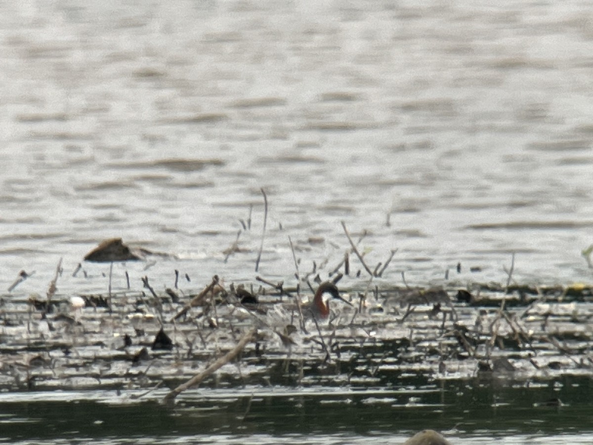 Red-necked Phalarope - ML619703600