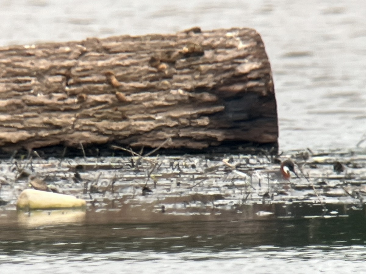 Red-necked Phalarope - ML619703601