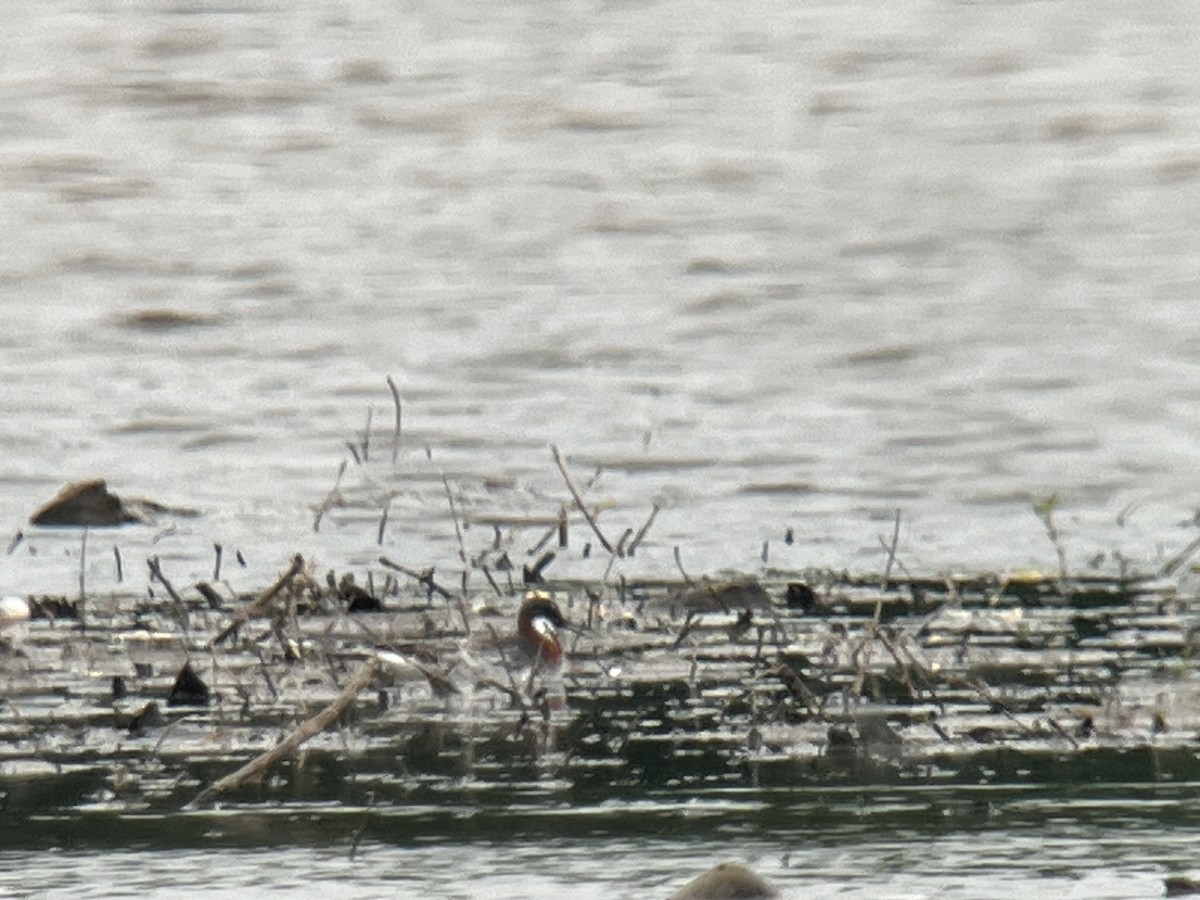 Phalarope à bec étroit - ML619703603