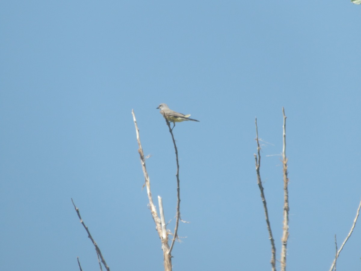 Western Kingbird - ML619703607