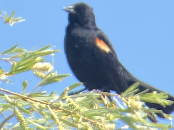 Red-winged Blackbird - Roger Muskat