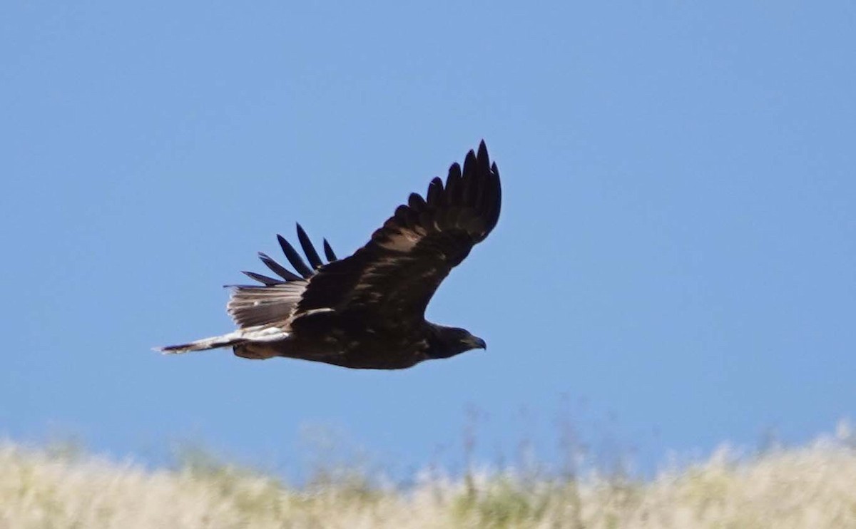 Golden Eagle - ML619703644