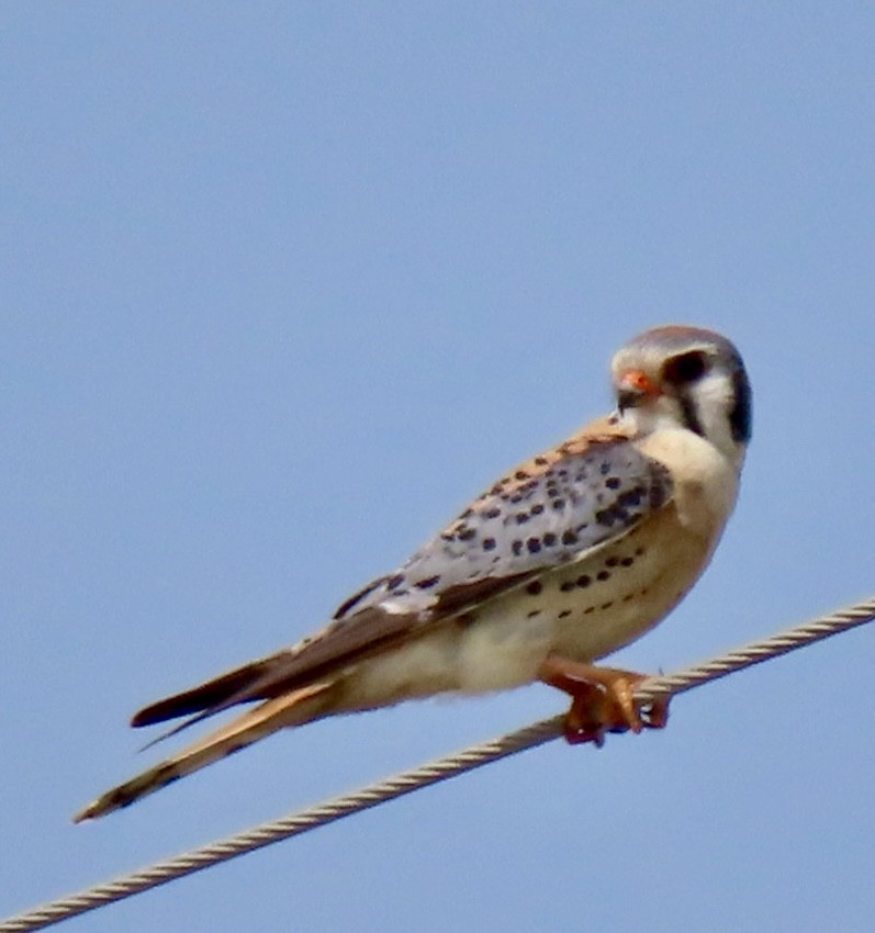 American Kestrel - ML619703663