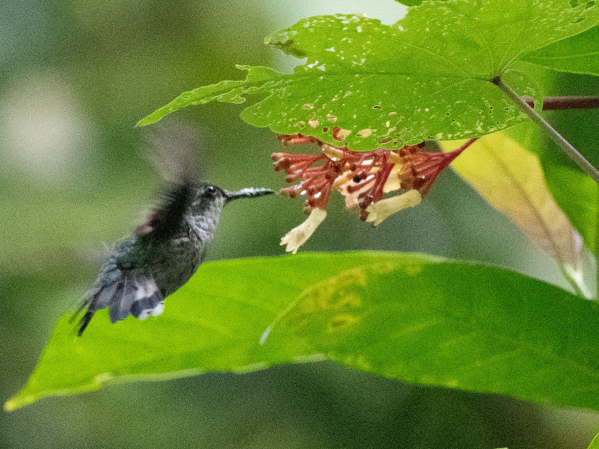 kolibřík portorický - ML619703667
