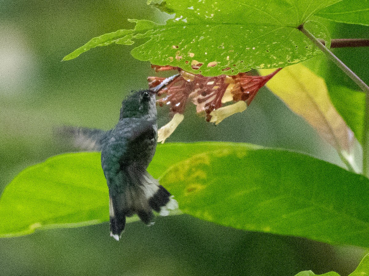 kolibřík portorický - ML619703668