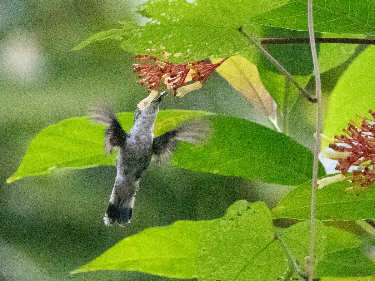 kolibřík portorický - ML619703670