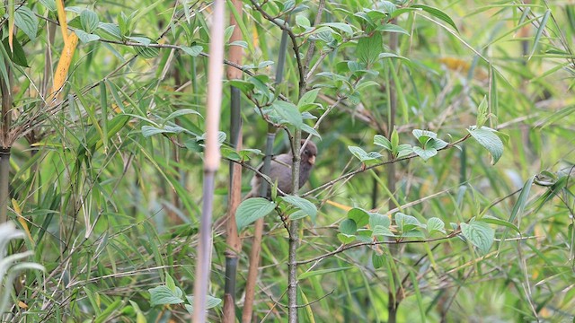 Brown Parrotbill - ML619703706