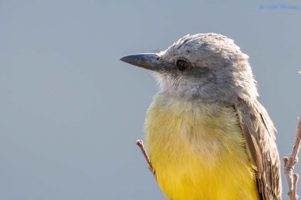 Tropical Kingbird - Noé Muñoz-Padilla