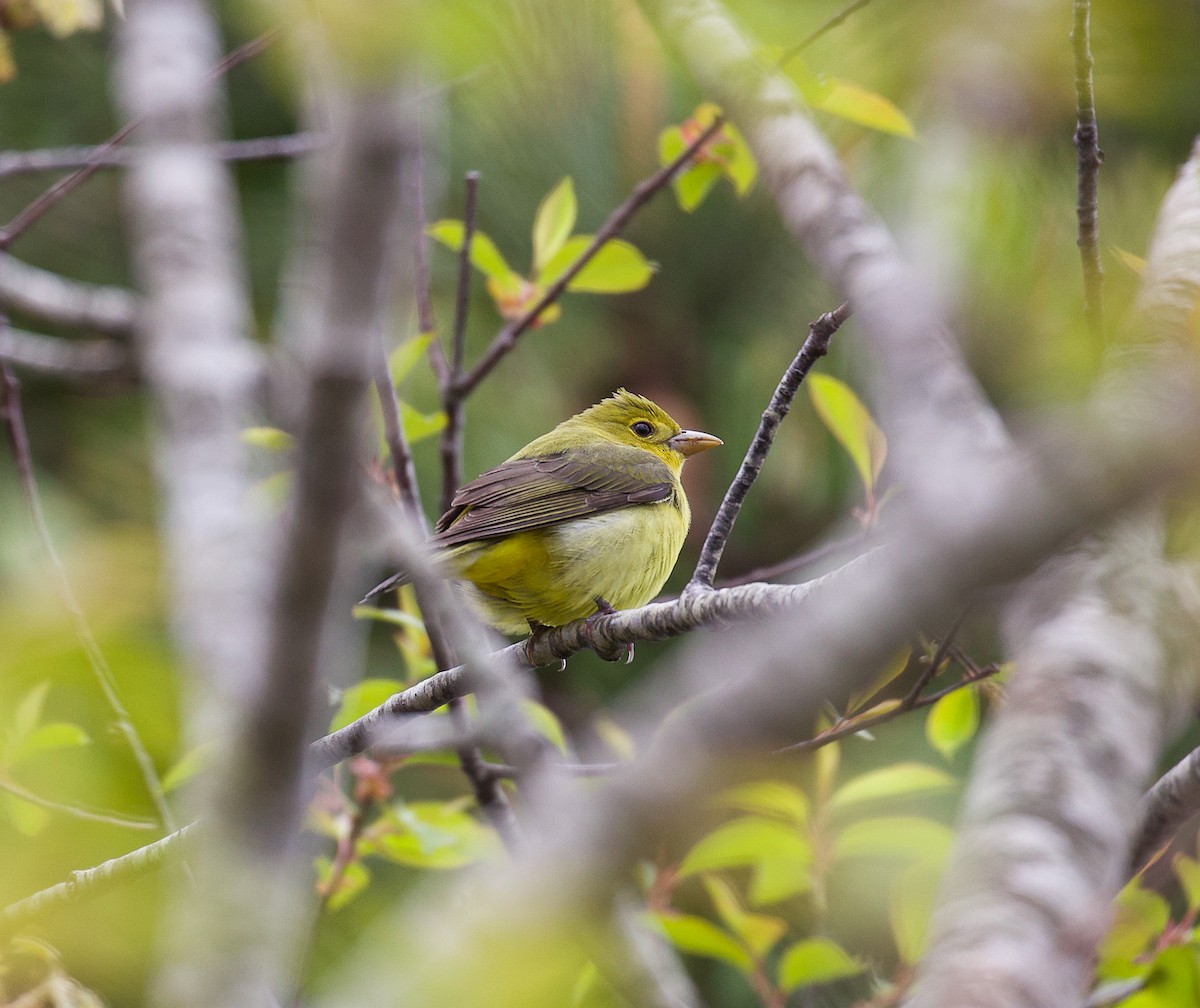 Scarlet Tanager - ML619703746