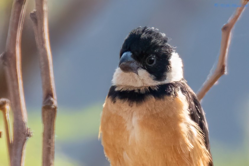 Cinnamon-rumped Seedeater - Noé Muñoz-Padilla