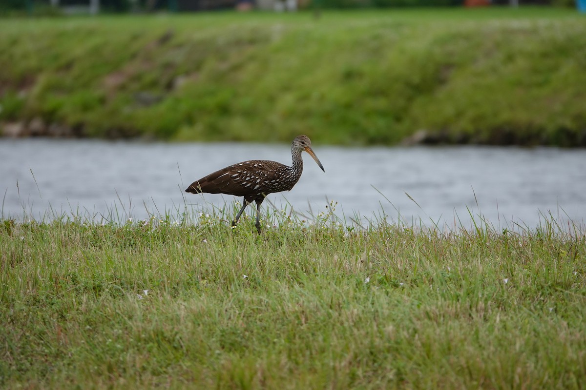 Limpkin - ML619703755