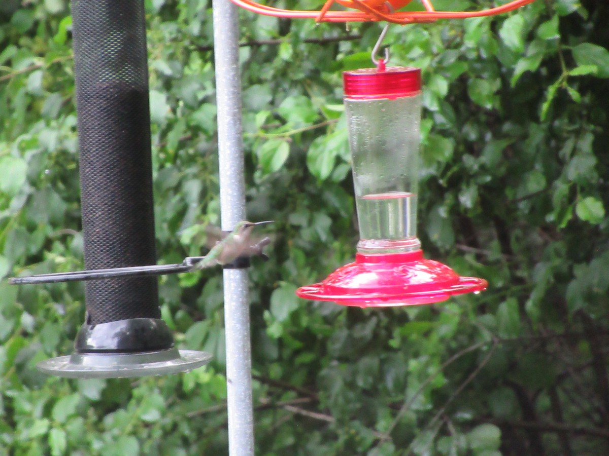 Ruby-throated Hummingbird - ML619703764