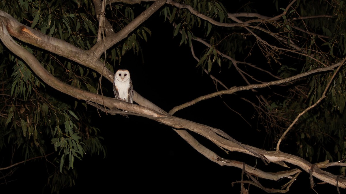 Australian Masked-Owl - ML619703765