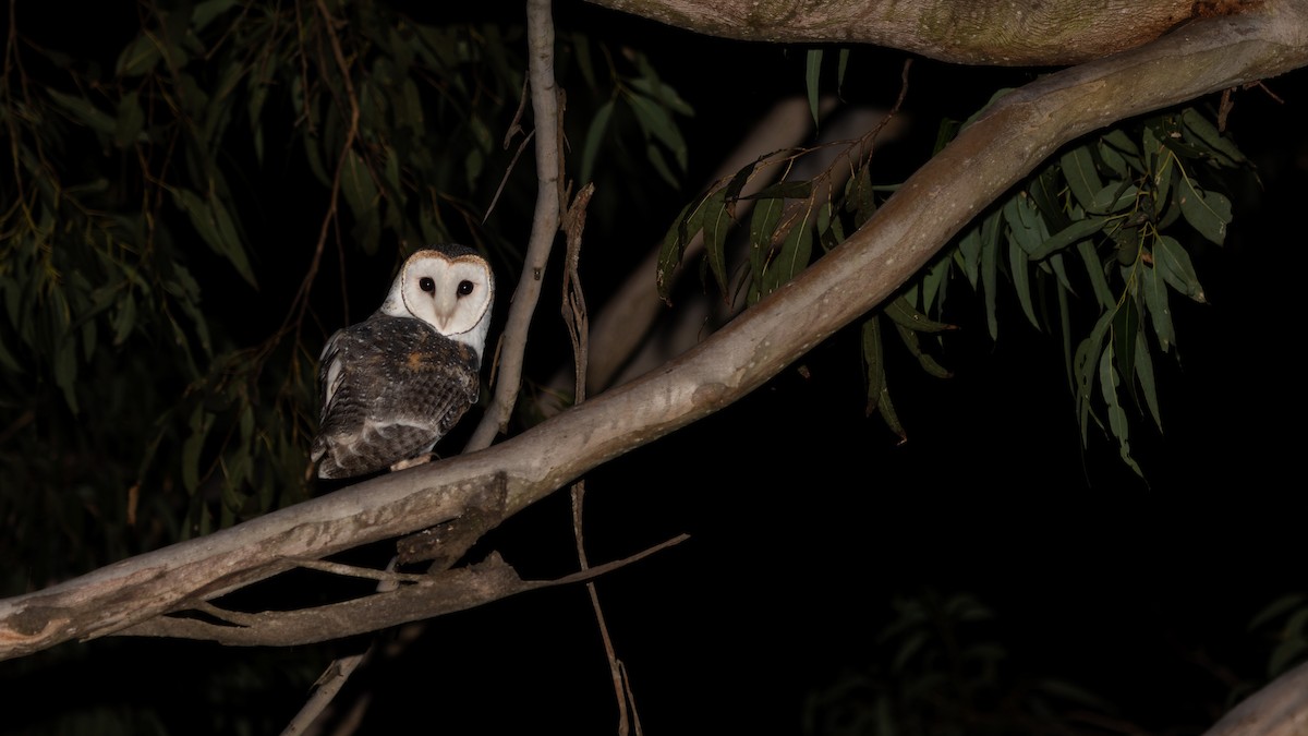 Australian Masked-Owl - ML619703768