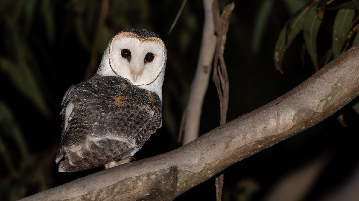 Australian Masked-Owl - ML619703770