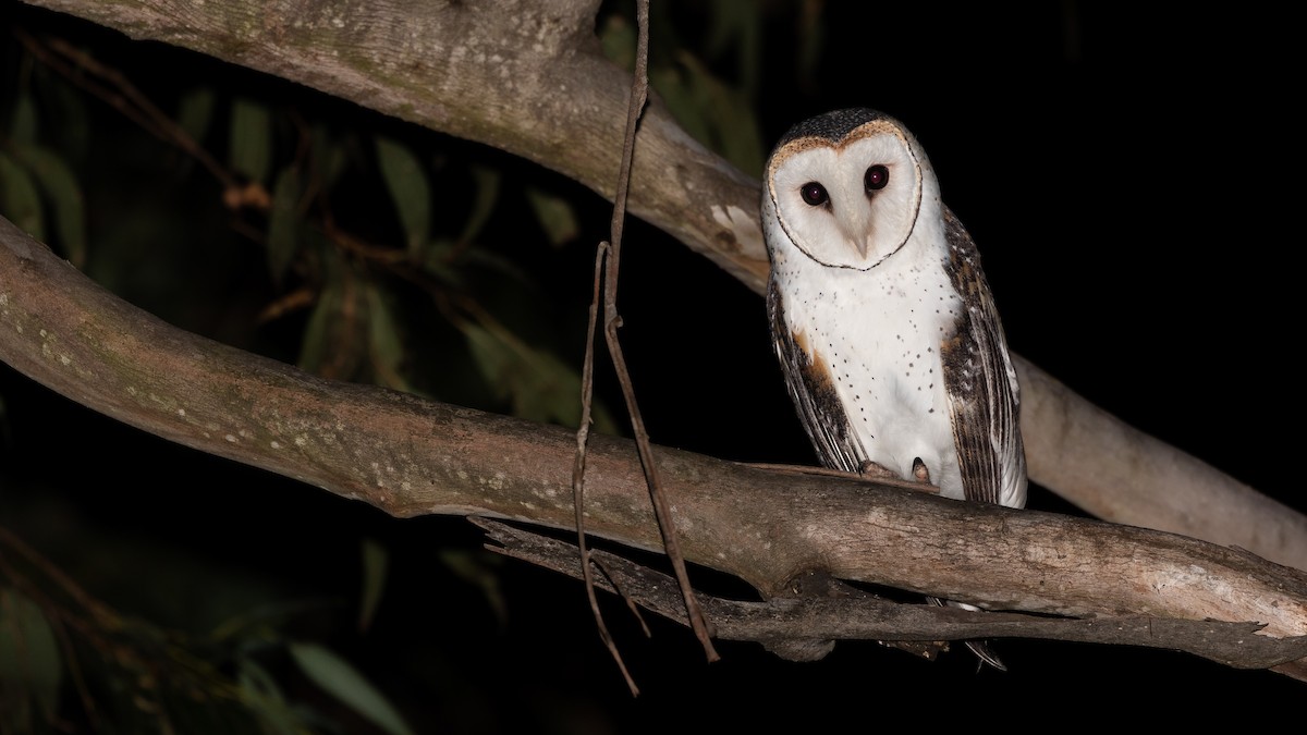 Australian Masked-Owl - ML619703771