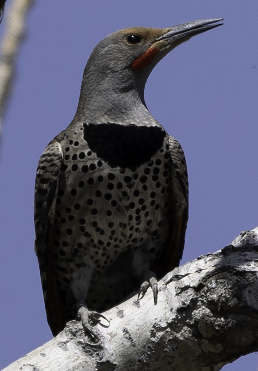 Northern Flicker (Red-shafted) - ML619703776