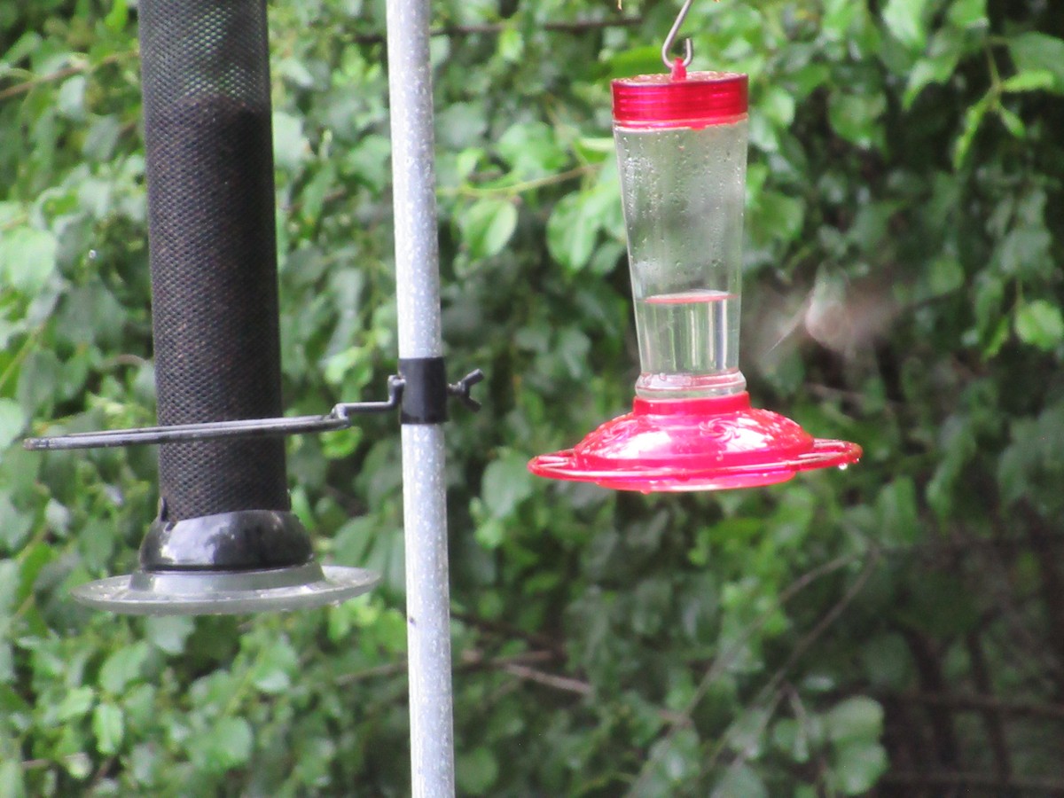 Ruby-throated Hummingbird - ML619703778