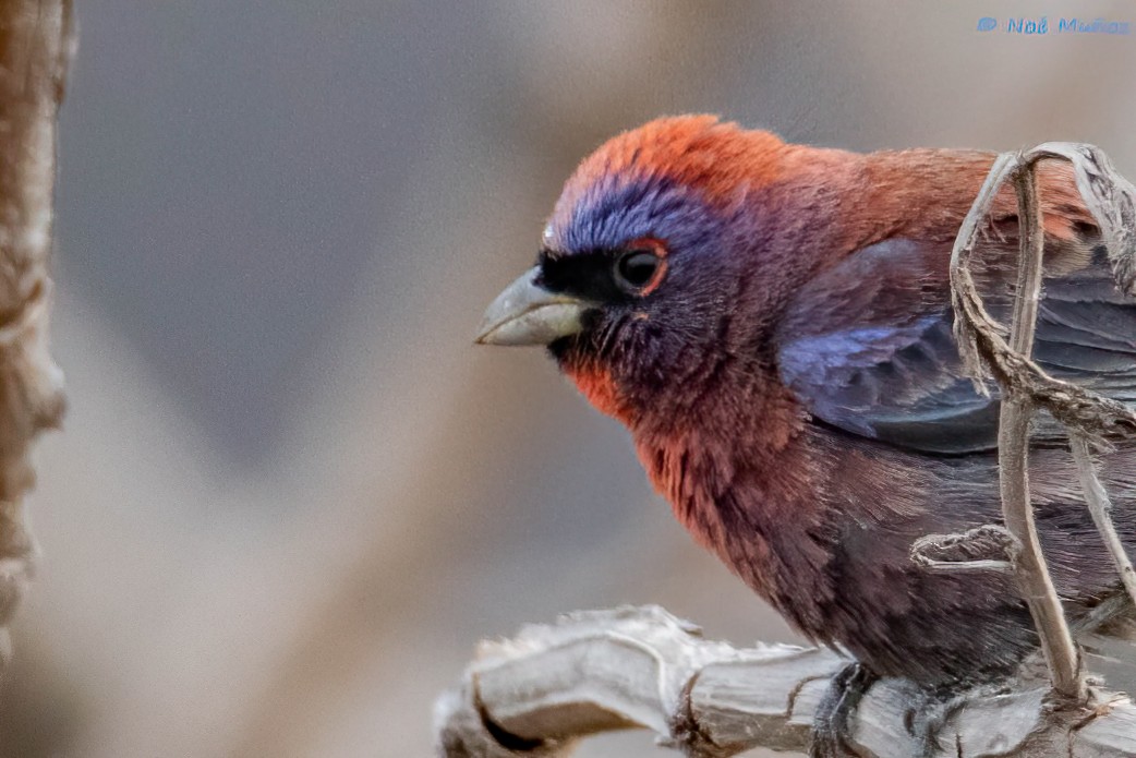 Varied Bunting - ML619703779